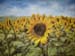 French Sunflowers